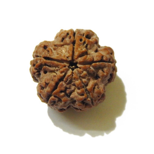 Large Size 5 Mukhi Rudraksha