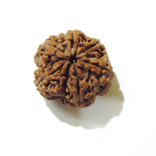 Large Size 5 Mukhi Rudraksha