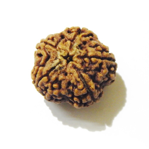 Large Size 5 Mukhi Rudraksha