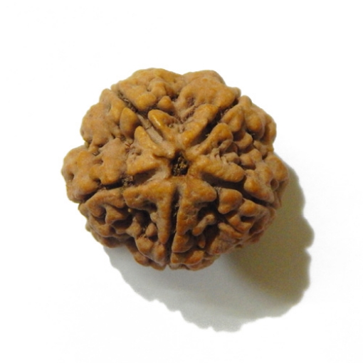 Large Size 5 Mukhi Rudraksha