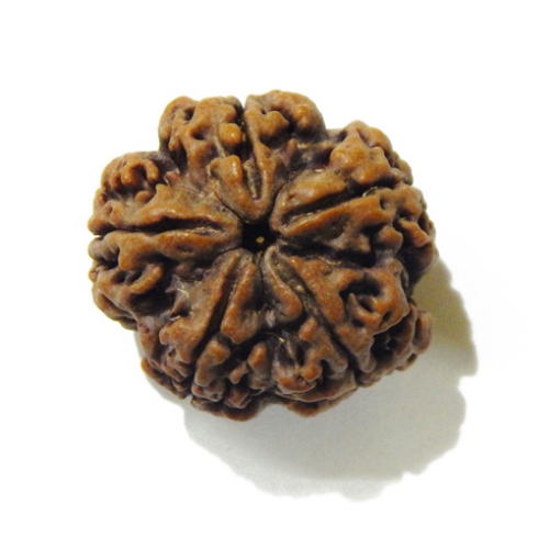 Large Size 5 Mukhi Rudraksha