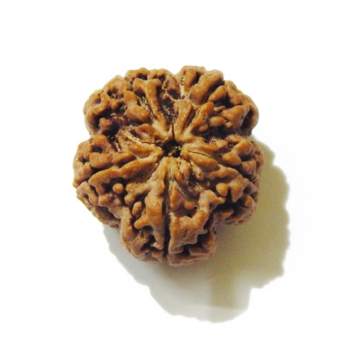 Large Size 5 Mukhi Rudraksha