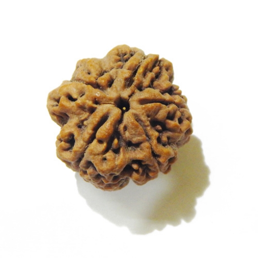 Large Size 5 Mukhi Rudraksha