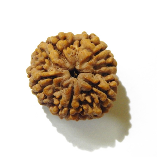 Large Size 5 Mukhi Rudraksha