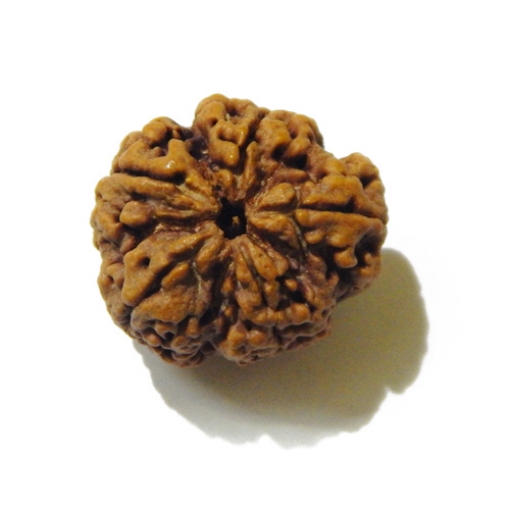 Large Size 5 Mukhi Rudraksha