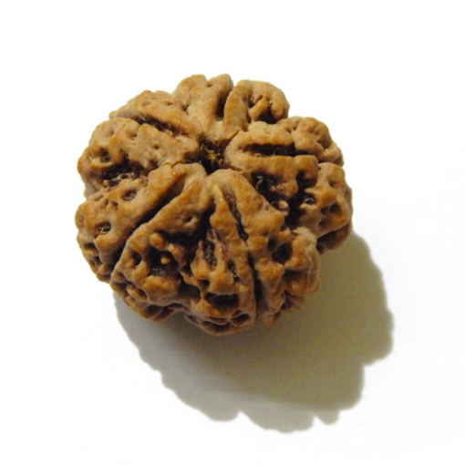 Large Size 5 Mukhi Rudraksha