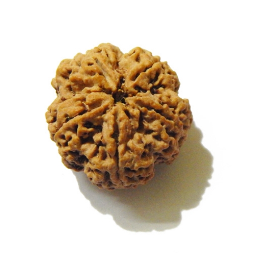 5 Face Big Size Rudraksha