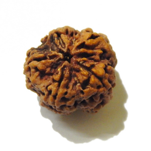 Large Size 5 Mukhi Rudraksha