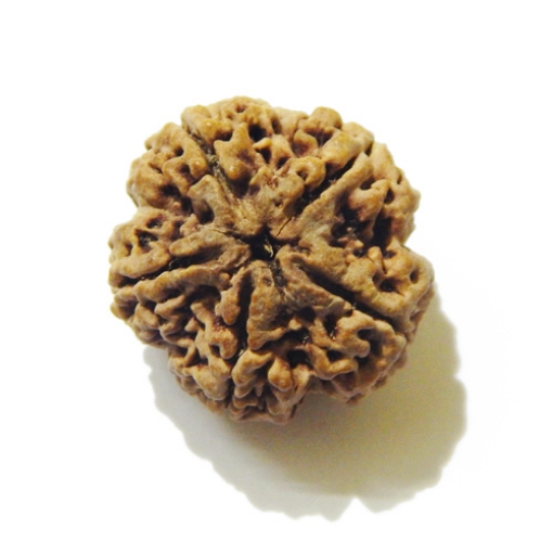 Large Size 5 Mukhi Rudraksha