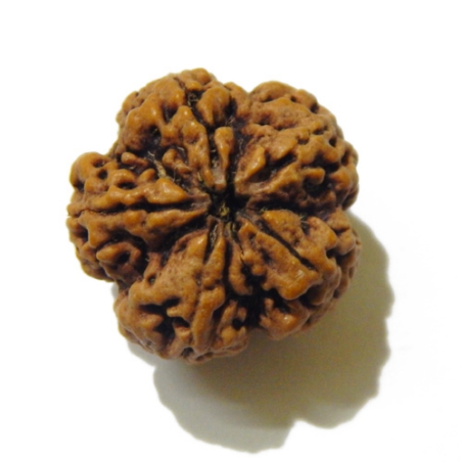 Large Size 5 Mukhi Rudraksha