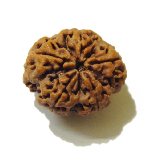 Large Size 5 Mukhi Rudraksha