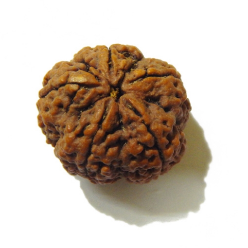 Large Size 5 Mukhi Rudraksha