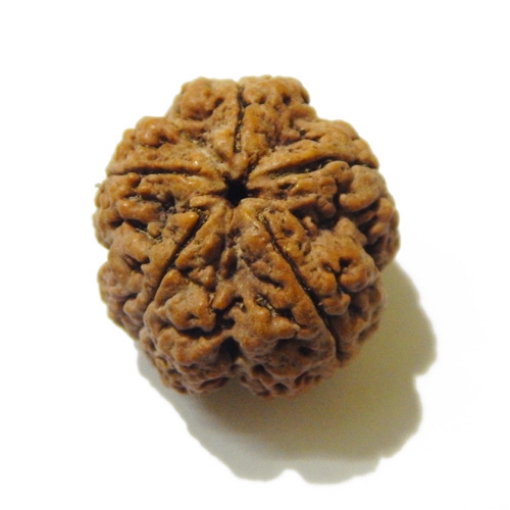 Large Size 5 Mukhi Rudraksha