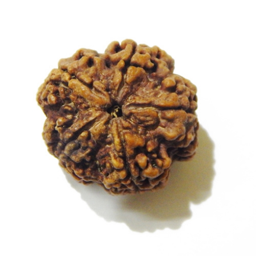 Large Size 5 Mukhi Rudraksha