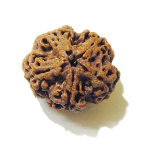 Large Size 5 Mukhi Rudraksha