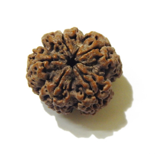 Large Size 5 Mukhi Rudraksha