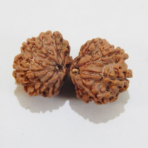 Gauri Shankar Rudraksha