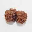 Gauri Shankar Rudraksha