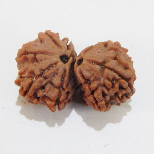 Nepali Gauri Shankar Rudraksha