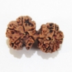 Nepali Gauri Shankar Rudraksha