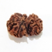 Nepali Gauri Shankar Rudraksha