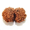 Nepali Gauri Shankar Rudraksha