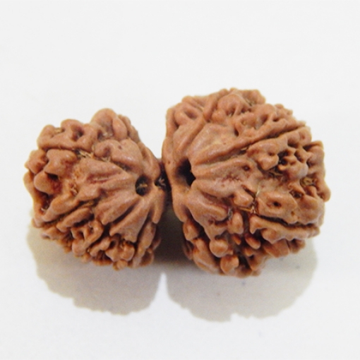 Nepali Gauri Shankar Rudraksha