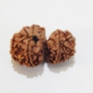 Nepali Gauri Shankar Rudraksha