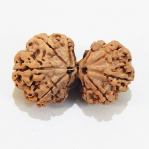 Gauri Shankar Rudraksha