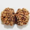 Gauri Shankar Rudraksha