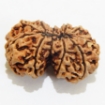 Gauri Shankar Rudraksha