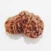 Gauri Shankar Rudraksha