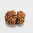 Gauri Shankar Rudraksha