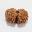 Gauri Shankar Rudraksha