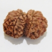 Gauri Shankar Rudraksha