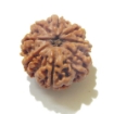 8 Face Nepali Rudraksha