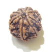 8 Face Nepali Rudraksha