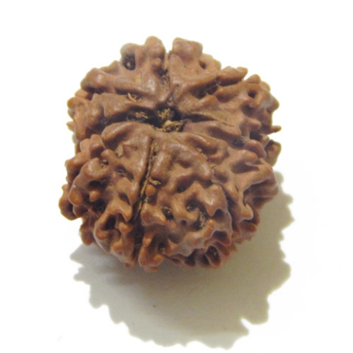 8 Face Nepali Rudraksha