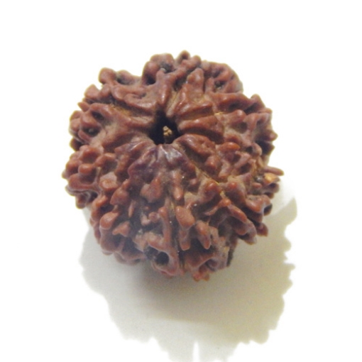 Eight Mukhi Rudraksha