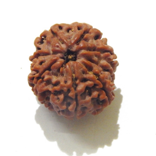 8 Face Nepali Rudraksha