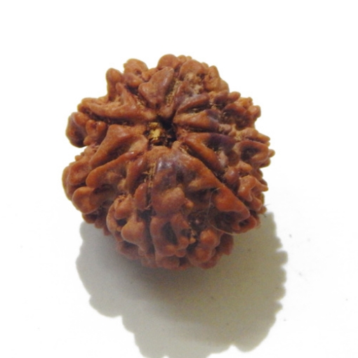 8 Face Nepali Rudraksha