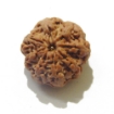 8 Face Nepali Rudraksha