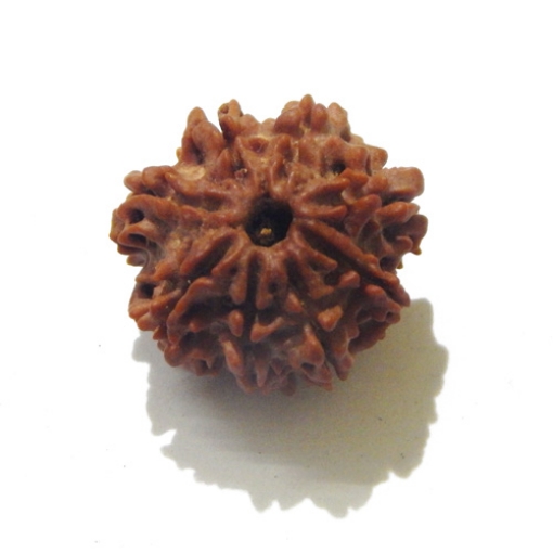 8 Face Nepali Rudraksha