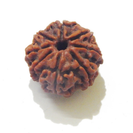 8 Face Nepali Rudraksha