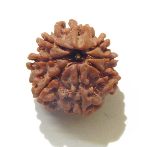 8 Face Nepali Rudraksha