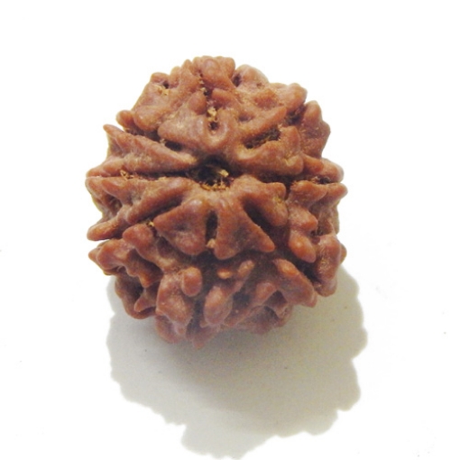 8 Face Nepali Rudraksha