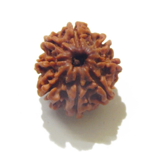 8 Face Nepali Rudraksha