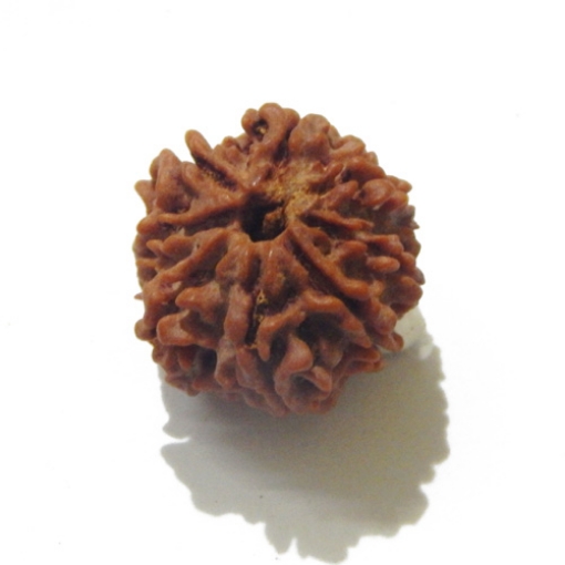 8 Face Nepali Rudraksha