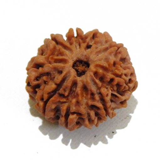 Nine Face Rudraksha