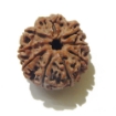 Nine Face Rudraksha